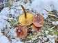 Iglice-fülőke (Flammulina ononidis), Budai-hegység